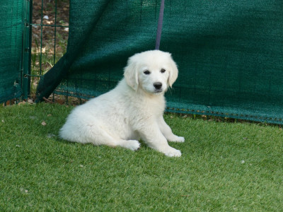 Les chiots de Golden Retriever