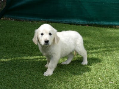 Les chiots de Golden Retriever