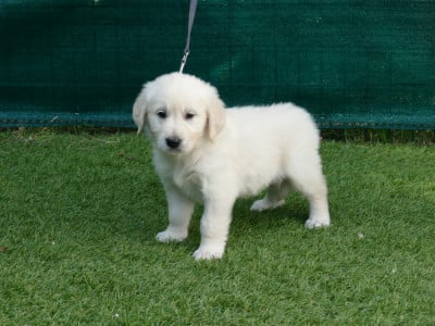 Les chiots de Golden Retriever