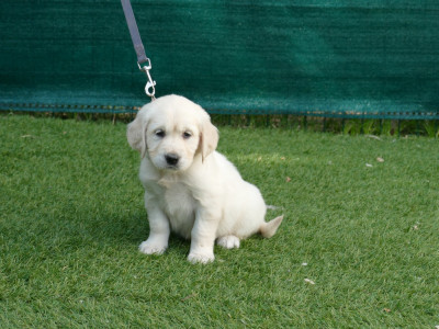 Les chiots de Golden Retriever