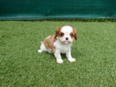 Les chiots de Cavalier King Charles Spaniel