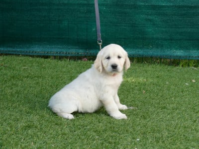 FEMELLE SANS COLLIER - Golden Retriever