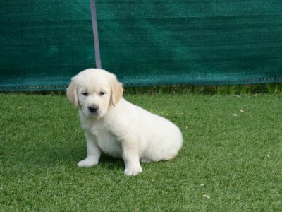MALE COLLIER VIOLET - Golden Retriever