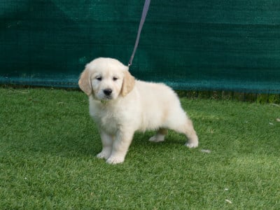 MALE COLLIER VERT - Golden Retriever