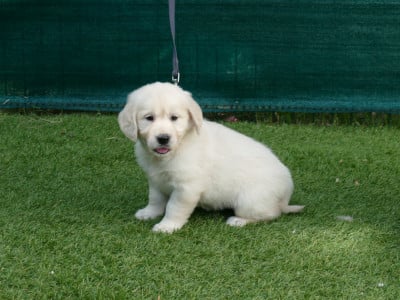 FEMELLE COLLIER NOIR - Golden Retriever