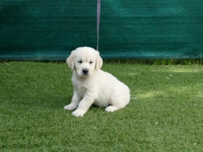 MALE COLLIER BLEU - Golden Retriever