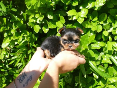 FEMELLE - Yorkshire Terrier