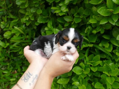 Les chiots de Cavalier King Charles Spaniel
