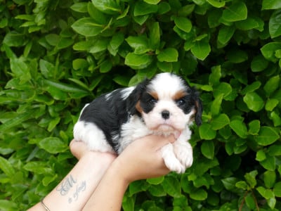 Les chiots de Cavalier King Charles Spaniel