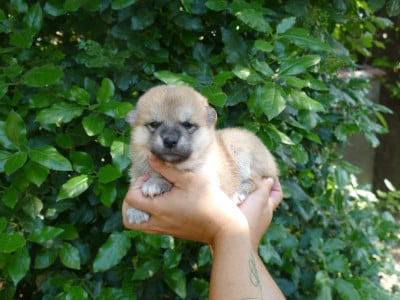 Les chiots de Shiba