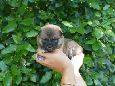 Les chiots de Shiba