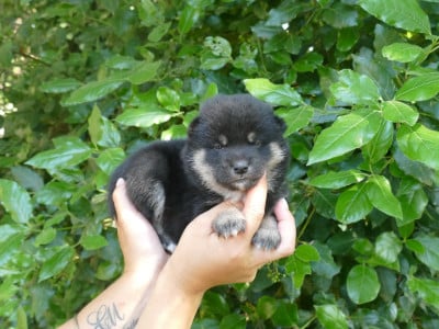Les chiots de Shiba