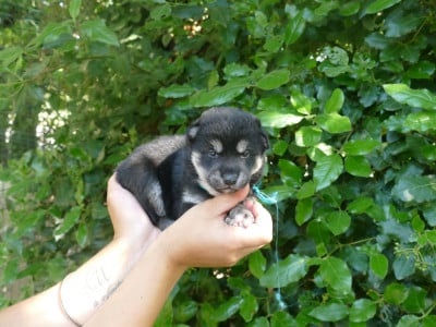 Les chiots de Shiba