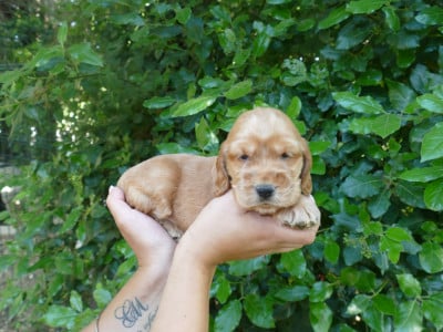 Les chiots de Cocker Spaniel Anglais