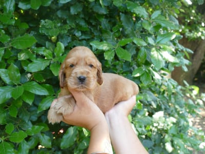 Les chiots de Cocker Spaniel Anglais