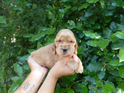 Les chiots de Cocker Spaniel Anglais