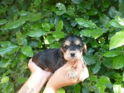 Les chiots de Cocker Spaniel Anglais