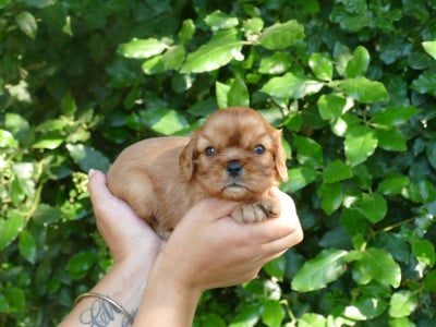 Les chiots de Cavalier King Charles Spaniel