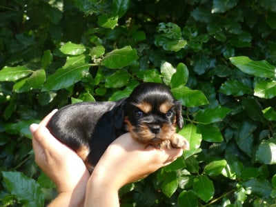 Les chiots de Cavalier King Charles Spaniel
