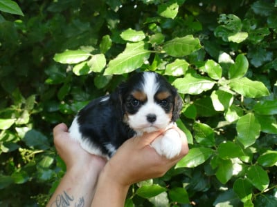 Les chiots de Cavalier King Charles Spaniel