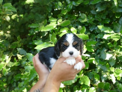 Les chiots de Cavalier King Charles Spaniel