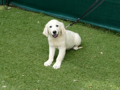Les chiots de Golden Retriever