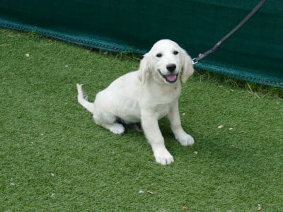 Les chiots de Golden Retriever