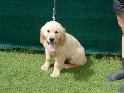 Les chiots de Golden Retriever