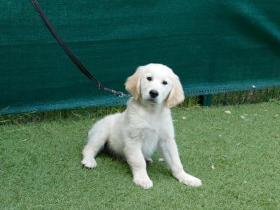 Les chiots de Golden Retriever