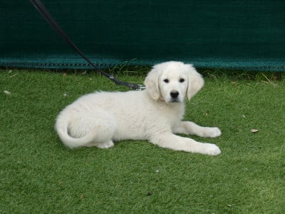 Les chiots de Golden Retriever