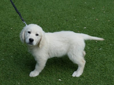 Les chiots de Golden Retriever