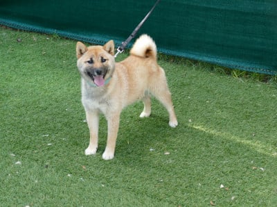 Shiba