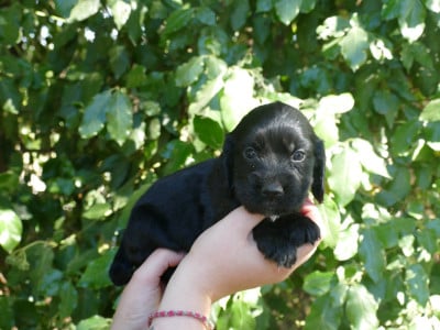 Les chiots de Cocker Spaniel Anglais