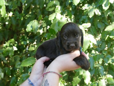 Les chiots de Cocker Spaniel Anglais