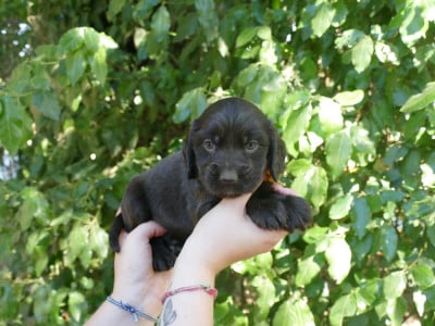 Les chiots de Cocker Spaniel Anglais