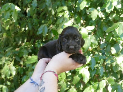 Les chiots de Cocker Spaniel Anglais