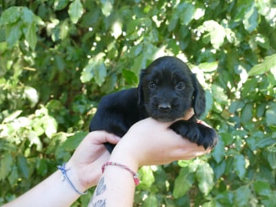 Les chiots de Cocker Spaniel Anglais