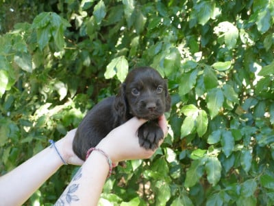 Les chiots de Cocker Spaniel Anglais