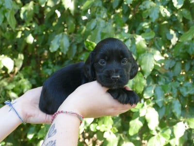 Les chiots de Cocker Spaniel Anglais