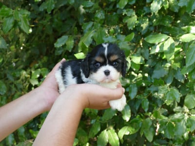 Les chiots de Cavalier King Charles Spaniel