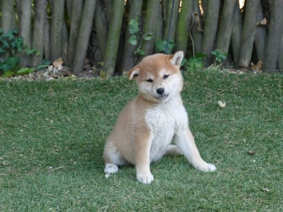 Les chiots de Shiba