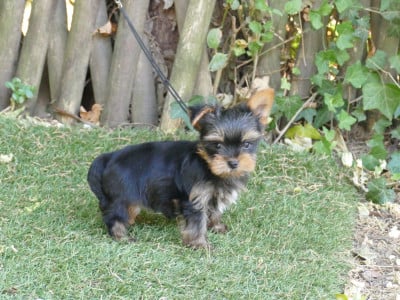 Les chiots de Yorkshire Terrier