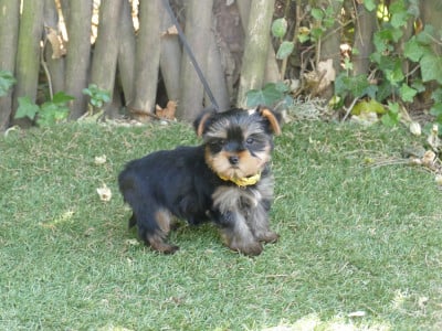 Les chiots de Yorkshire Terrier