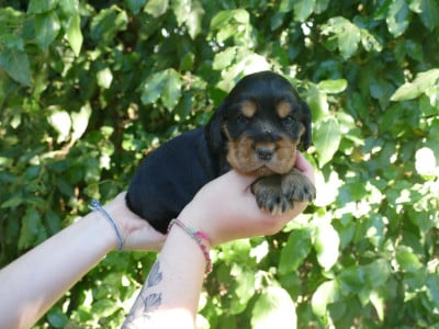 Les chiots de Cocker Spaniel Anglais