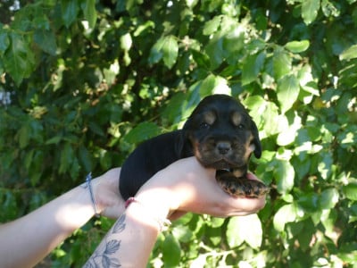 Les chiots de Cocker Spaniel Anglais