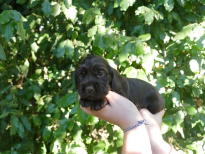 Les chiots de Cocker Spaniel Anglais