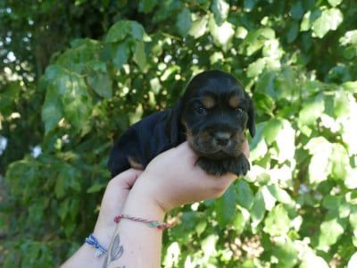 Les chiots de Cocker Spaniel Anglais
