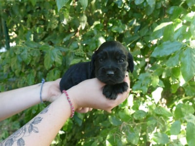 Les chiots de Cocker Spaniel Anglais