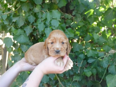 Les chiots de Cocker Spaniel Anglais