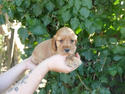 Les chiots de Cocker Spaniel Anglais
